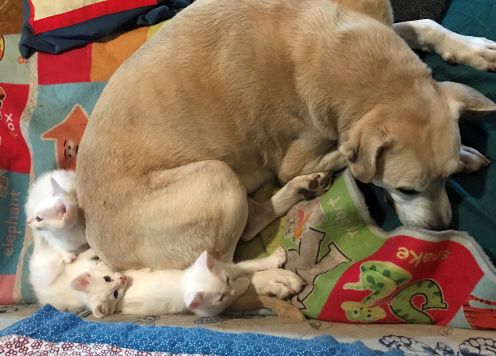 Nobby, Vimes and Sybil with Benji.jpg